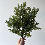 Boxwood Bush