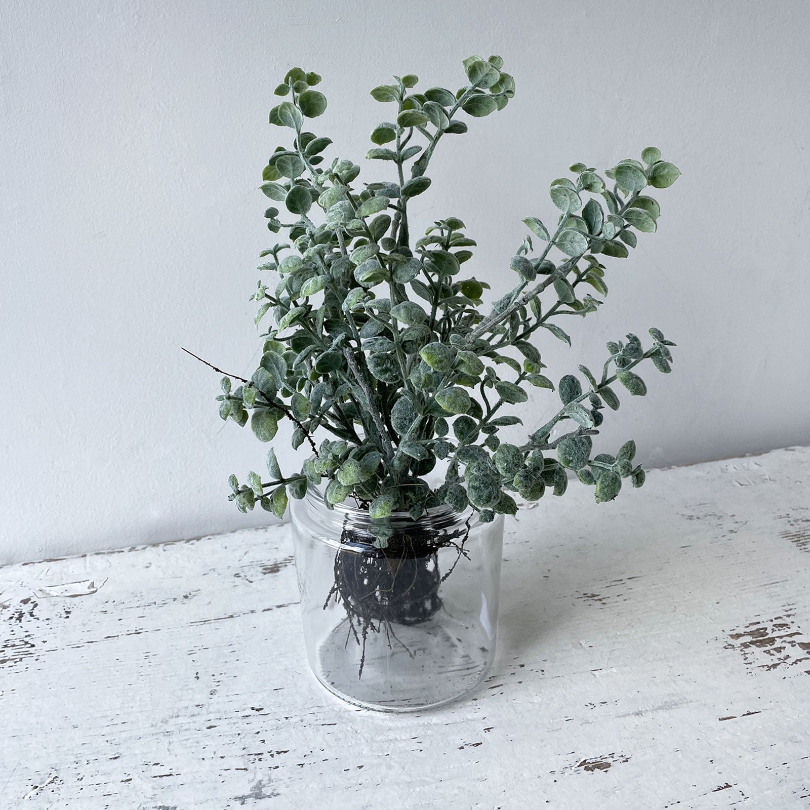 Button Leaf Bush