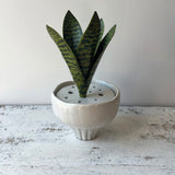 Sansevieria Plant