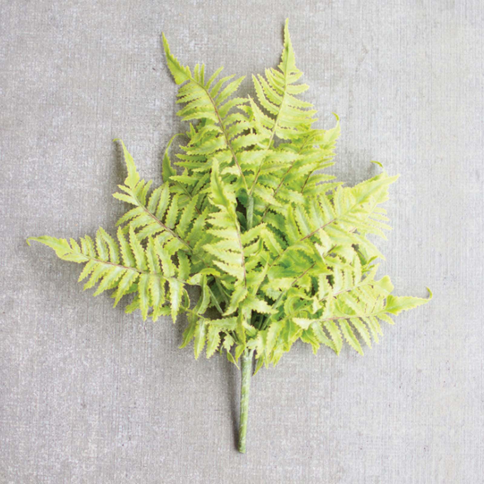 Fern Bundle