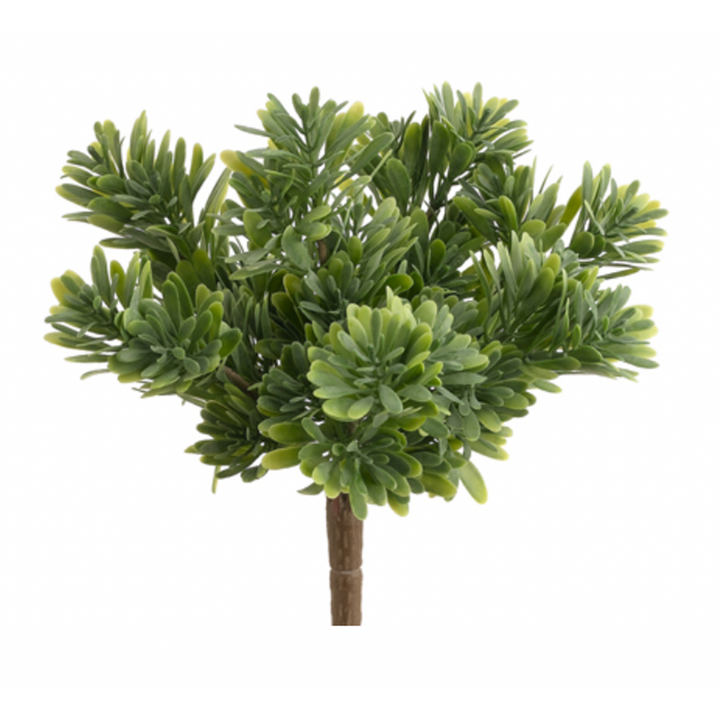 Succulent Grass Bush