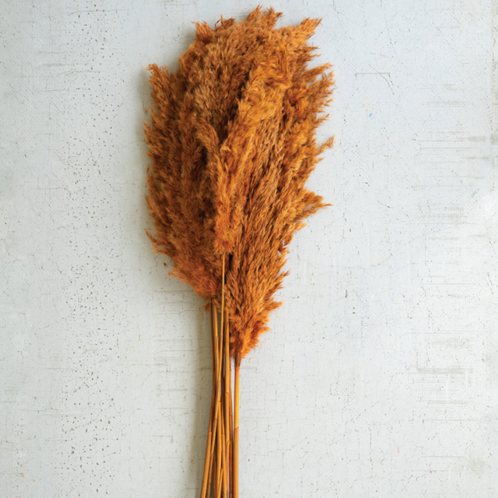 Pampas Grass Bundle - Auburn