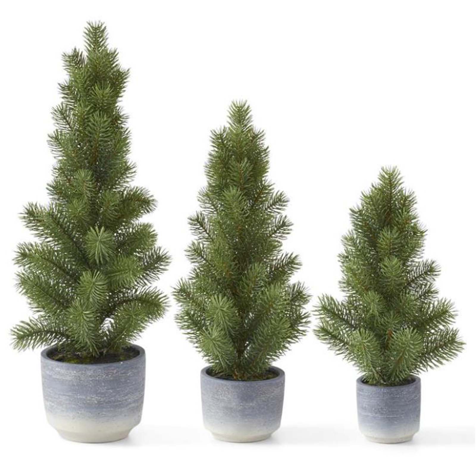 Potted Pine Tree Trove Warehouse