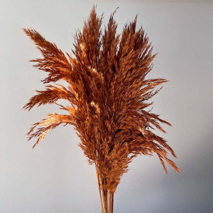 Pampas Grass Bundle - Auburn