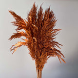 Pampas Grass Bundle - Auburn