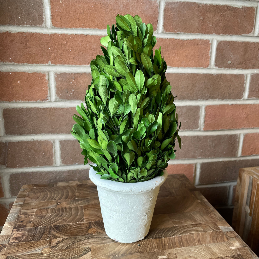 Preserved Cone Boxwood Topiary