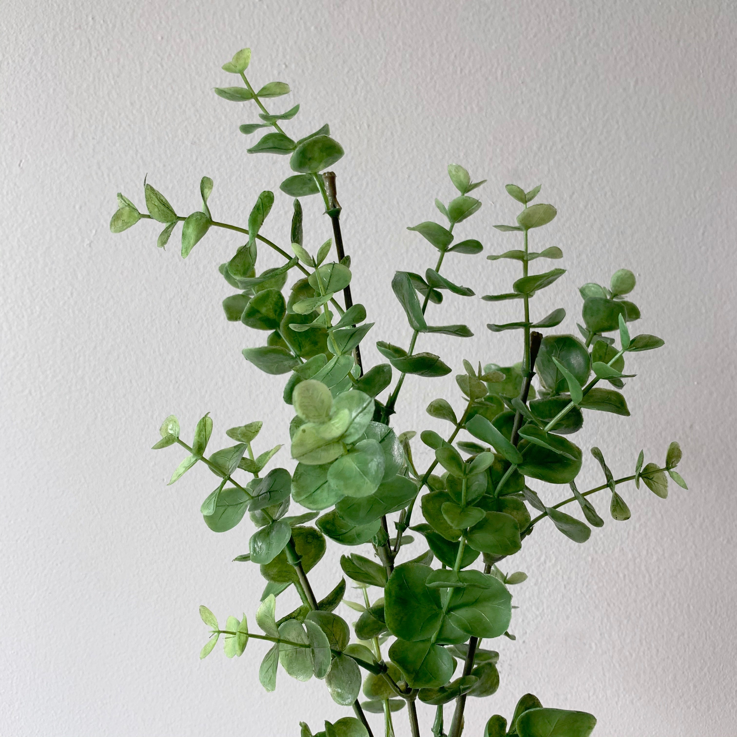 24" Mini Eucalyptus