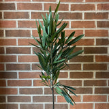 Eucalyptus Tree in Pot
