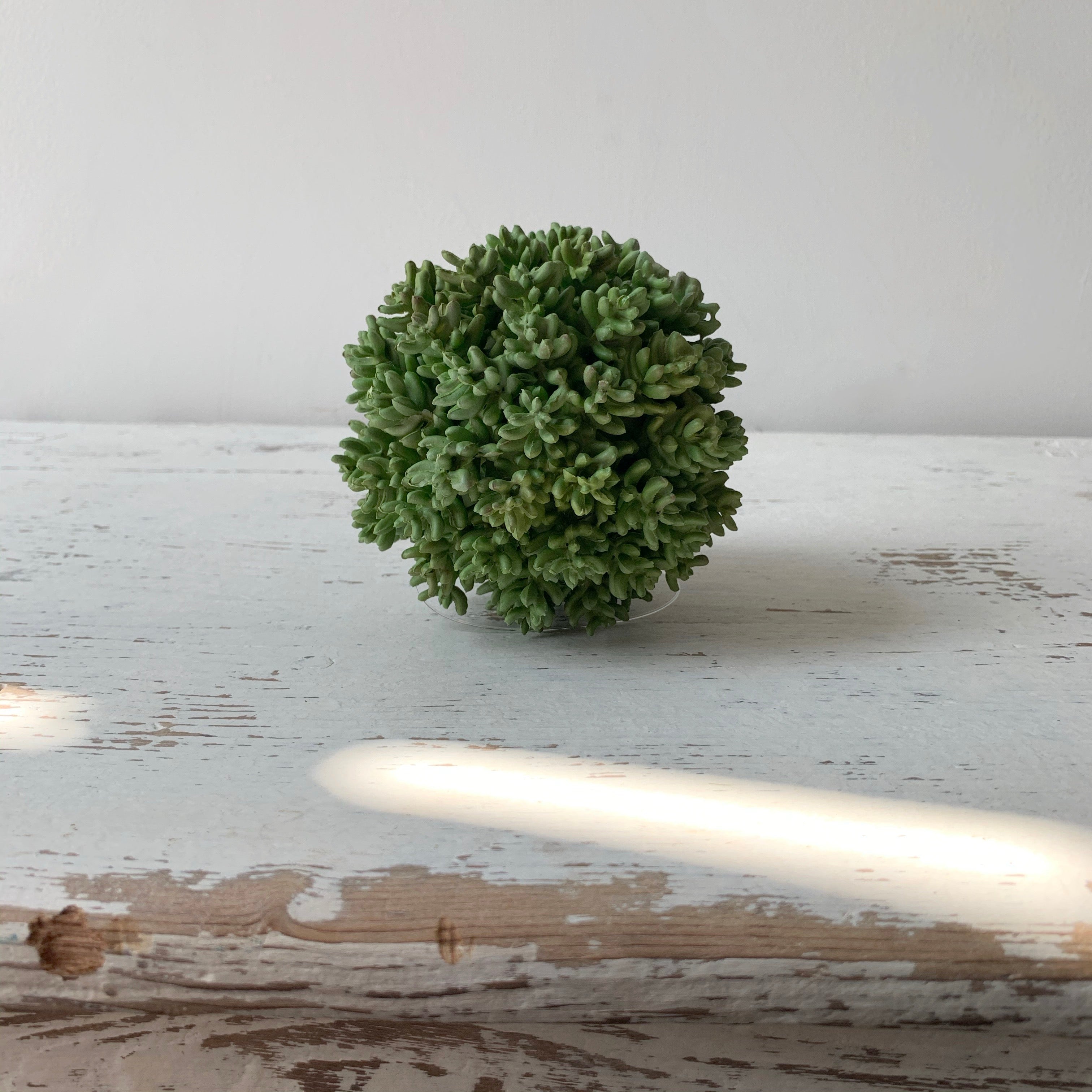 4.5" Succulent Orb